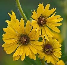 Spring Madia Flower seeds for Planting Low Maintenance Heirloom & GMO Free Seeds for Home Garden 
 
 Sale for planting in home garden