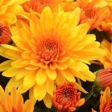 Chrysanthemum Flower seeds for Planting Bright Blooms, Heirloom & GMO Free Seeds for Home Garden seeds for planting