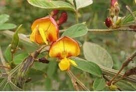 Cajanus Flower seeds for Planting Perfect for Borders, Heirloom & GMO Free Seeds for Home Garden seeds for planting