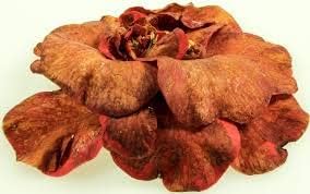 Brown Camellia Flower seeds for Planting Easy to Grow, Heirloom & GMO Free Seeds for Home Garden seeds for planting