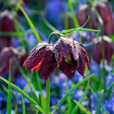 Premium Fritillaria Flower seeds for Planting Easy to Grow, Heirloom & GMO Free Seeds for Home Garden seeds