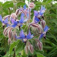 Borage Heirloom Non GMO Planting Flower seeds for Planting Perfect for Borders Heirloom & GMO Free Seeds for Home Garden 
 
 Sale for planting in home garden