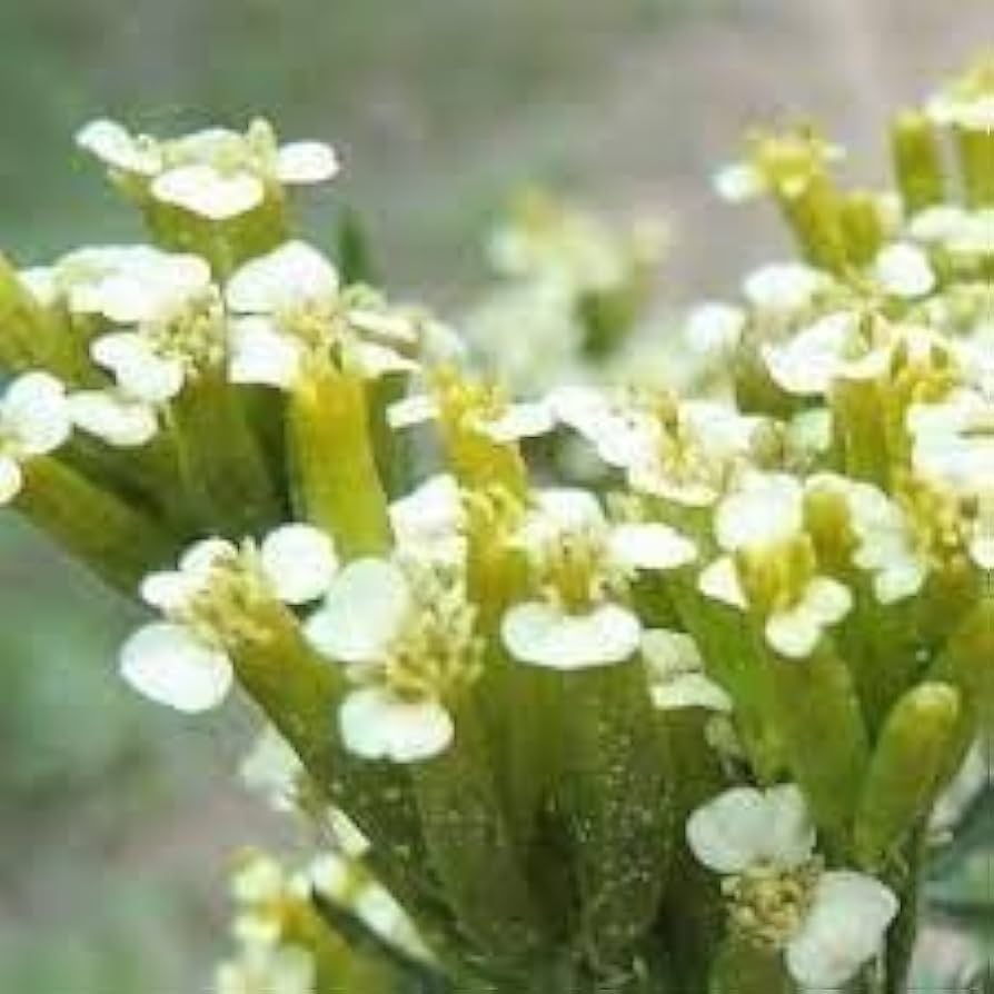 Huacatay Flower seeds for Planting Compact Growth, Heirloom & GMO Free Seeds for Home Garden seeds for planting