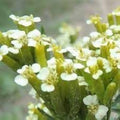 Huacatay Flower seeds for Planting Compact Growth, Heirloom & GMO Free Seeds for Home Garden seeds for planting