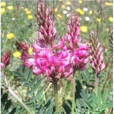 Heirloom Shoshone Flower seeds for Planting Colorful Display Heirloom & GMO Free Seeds for Home Garden 
 
 Sale for planting in home garden