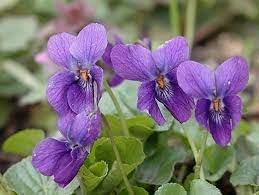 Viola Odorata Flower seeds for Planting Vibrant Colors, Heirloom & GMO Free Seeds for Home Garden seeds for planting