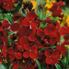 Heirloom Scarlet Flower seeds for Planting Long Bloom Season Heirloom & GMO Free Seeds for Home Garden 
 
 Sale for planting in home garden
