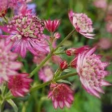 Masterwort Flower seeds for Planting Garden Favorite, Heirloom & GMO Free Seeds for Home Garden seeds for planting
