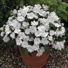 Heirloom Impatiens Flower seeds for Planting Sun Loving Heirloom & GMO Free Seeds for Home Garden 
 
 Sale for planting in home garden