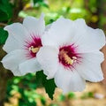 Syriacus Flower seeds for Planting Pollinator Friendly, Heirloom & GMO Free Seeds for Home Garden seeds for planting