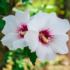 Syriacus Flower seeds for Planting Pollinator Friendly, Heirloom & GMO Free Seeds for Home Garden seeds for planting