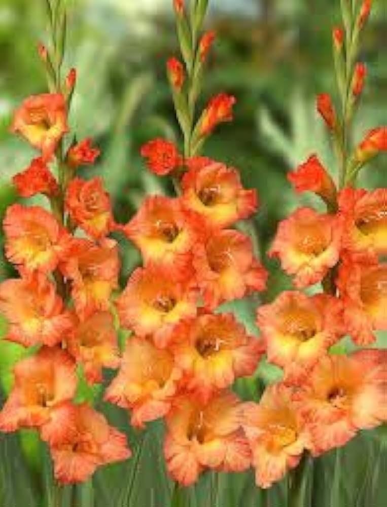 Premium Gladiolus Yellow Orange Flower seeds for Planting Cut Flower Favorite, Heirloom & GMO Free Seeds for Home Garden seeds