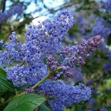 Integerrimus Flower seeds for Planting Fragrant Blossoms, Heirloom & GMO Free Seeds for Home Garden seeds for planting
