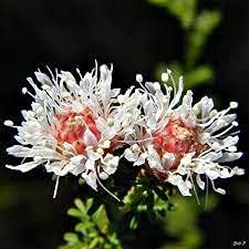 Dalea Pinnata Flower seeds for Planting - Compact Growth, Heirloom & GMO Free Seeds for Home Garden
 
 Sale seeds for home garden