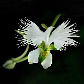 Japonesa Garza Flores Flower seeds for Planting Vibrant Colors, Heirloom & GMO Free Seeds for Home Garden seeds for planting