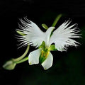Japonesa Garza Flores Flower seeds for Planting Vibrant Colors, Heirloom & GMO Free Seeds for Home Garden seeds for planting