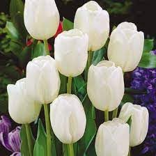 Tulip Flower seeds for Planting Garden Favorite, Heirloom & GMO Free Seeds for Home Garden seeds for planting
