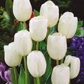 Tulip Flower seeds for Planting Garden Favorite, Heirloom & GMO Free Seeds for Home Garden seeds for planting