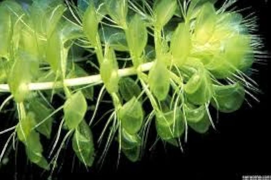 Aldrovanda Vesiculosa Seeds For Planting - Aquatic Carnivorous Plant