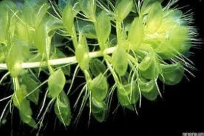 Aldrovanda Vesiculosa Seeds For Planting - Aquatic Carnivorous Plant