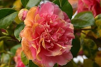 High quality Pink Orange Camellia Flower seeds for Planting Low Maintenance, Heirloom & GMO Free Seeds for Home Garden seeds pack