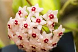 High quality Fresh Hoya Flower seeds for Planting Easy to Grow, Heirloom & GMO Free Seeds for Home Garden seeds pack