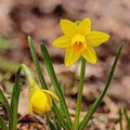 Narcissus Asturiensis Flower seeds for Planting Perfect for Borders, Heirloom & GMO Free Seeds for Home Garden seeds for planting