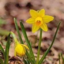 Narcissus Asturiensis Flower seeds for Planting Perfect for Borders, Heirloom & GMO Free Seeds for Home Garden seeds for planting