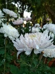 Premium Chrysanthemum White Flower seeds for Planting Premium Quality, Heirloom & GMO Free Seeds for Home Garden seeds