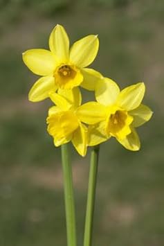 Narzissen Flower seeds for Planting Cut Flower Favorite, Heirloom & GMO Free Seeds for Home Garden seeds for planting