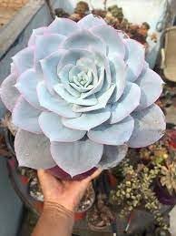 Echeveria Flower seeds for Planting Vibrant Colors, Heirloom & GMO Free Seeds for Home Garden vegetable and garden seeds