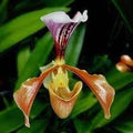 Slipper Orchid Flower seeds for Planting Perfect for Borders, Heirloom & GMO Free Seeds for Home Garden seeds for planting