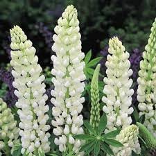 Lupinus Albus Flower seeds for Planting Long Bloom Season, Heirloom & GMO Free Seeds for Home Garden seeds for planting
