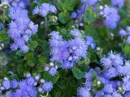 Heirloom Ageratum Flower seeds for Planting Perfect for Borders Heirloom & GMO Free Seeds for Home Garden 
 
 Sale for planting in home garden