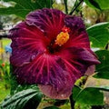 Purple Maroon Hibiscus Flower seeds for Planting Colorful Display, Heirloom & GMO Free Seeds for Home Garden seeds for planting