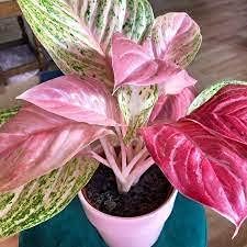 Pink Aglaonema Flower seeds for Planting - Easy to Grow, Heirloom & GMO Free Seeds for Home Garden
 
 Sale seeds for home garden