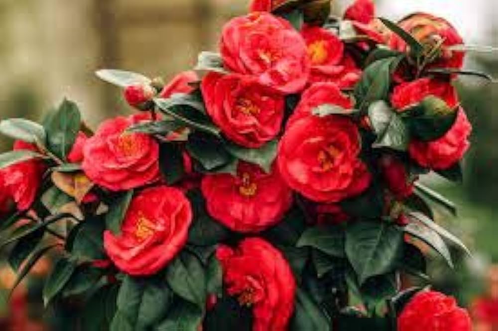 Premium Light Orange Camellia Flower seeds for Planting Perfect for Borders, Heirloom & GMO Free Seeds for Home Garden seeds
