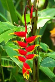 Heliconia Wagneriana Flower seeds for Planting - Cut Flower Favorite, Heirloom & GMO Free Seeds for Home Garden
 
 Sale seeds for home garden