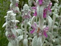 Lamb's Ear Flower seeds for Planting Compact Growth, Heirloom & GMO Free Seeds for Home Garden vegetable and garden seeds