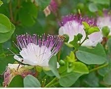 White Capparis Spinosa Flower seeds for Planting Perfect for Borders, Heirloom & GMO Free Seeds for Home Garden seeds for planting