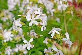 Saponaria Flower seeds for Planting Bright Blooms, Heirloom & GMO Free Seeds for Home Garden seeds for planting