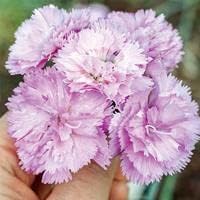 Dianthus Lavender Flower seeds for Planting Cut Flower Favorite, Heirloom & GMO Free Seeds for Home Garden seeds for planting