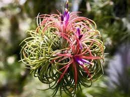Tillandsia Flower seeds for Planting Shade Tolerant, Heirloom & GMO Free Seeds for Home Garden seeds for planting