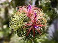 Tillandsia Flower seeds for Planting Shade Tolerant, Heirloom & GMO Free Seeds for Home Garden seeds for planting