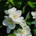 Philadelphus Coronarius Flower seeds for Planting Perfect for Borders, Heirloom & GMO Free Seeds for Home Garden seeds for planting