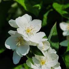 Philadelphus Coronarius Flower seeds for Planting Perfect for Borders, Heirloom & GMO Free Seeds for Home Garden seeds for planting
