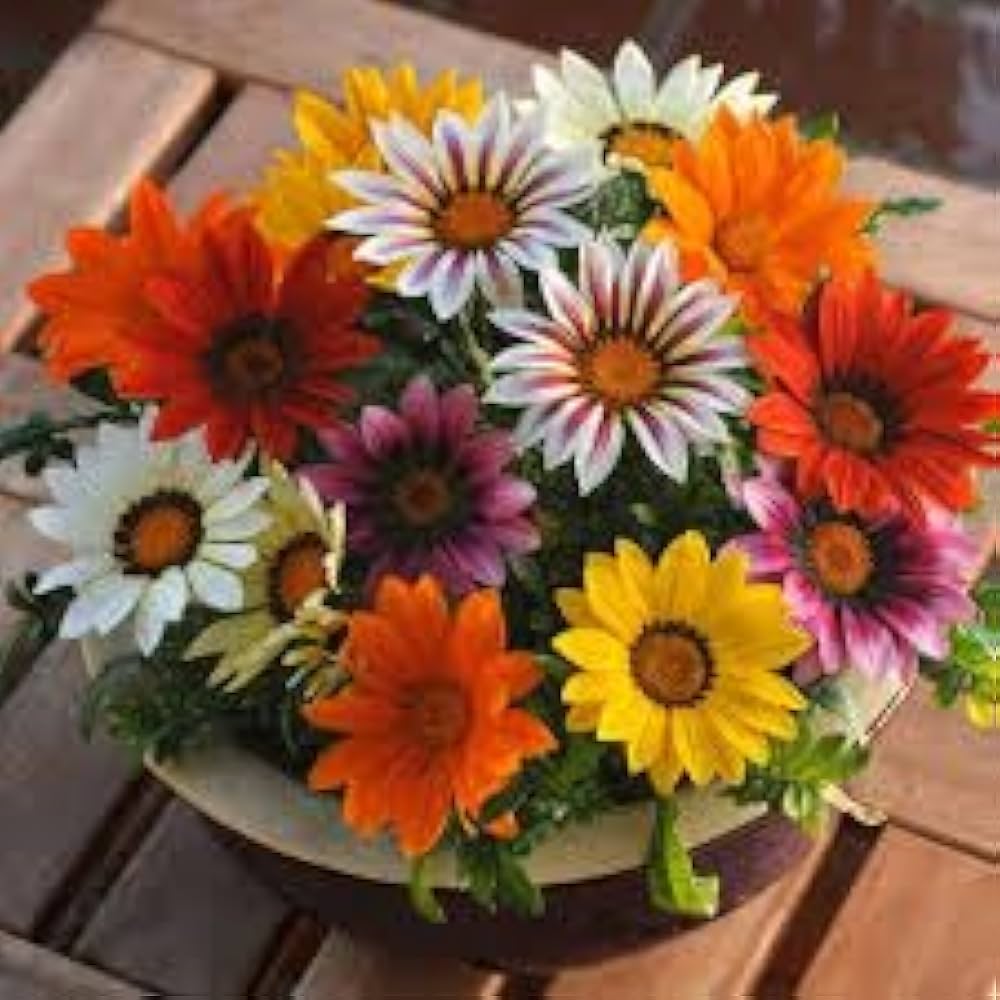 Premium Gazania Sunshine Flower seeds for Planting Garden Favorite, Heirloom & GMO Free Seeds for Home Garden seeds