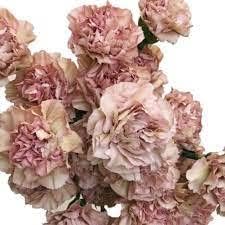 Premium Brown Carnation Flower seeds for Planting Perfect for Borders, Heirloom & GMO Free Seeds for Home Garden seeds