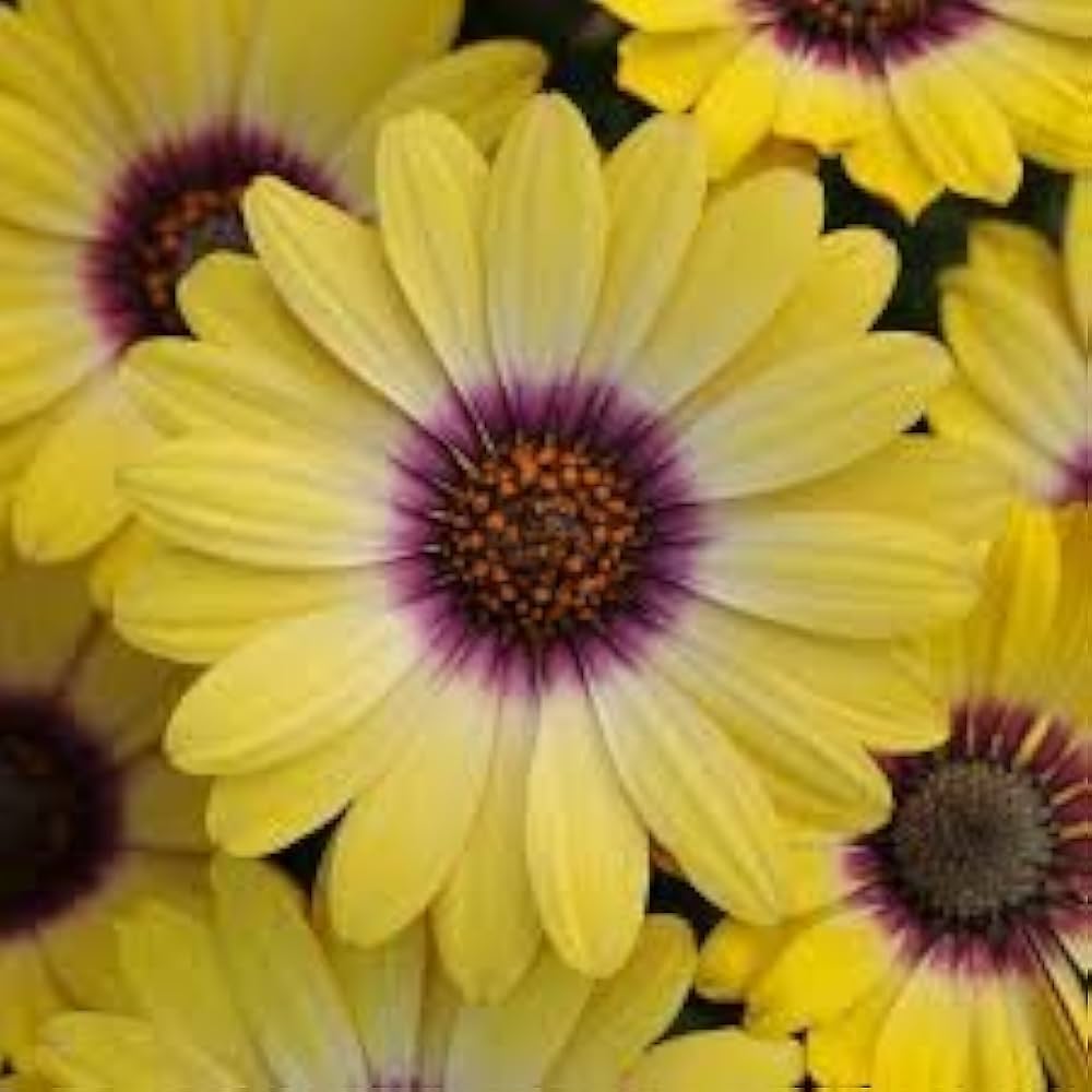 Premium Yellow Dimorphotheca Flower seeds for Planting Cut Flower Favorite, Heirloom & GMO Free Seeds for Home Garden seeds