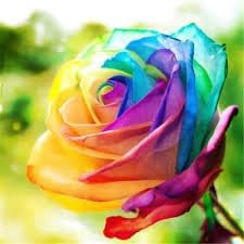 Rose Flower seeds for Planting Easy to Grow Heirloom & GMO Free Seeds for Home Garden 
 
 Sale for planting in home garden